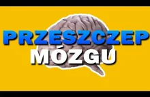 PRZESZCZEP MÓZGU-czy już wkrótce?