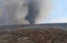 Wir w trakcie pożaru Biebrzańskiego Parku Narodowego