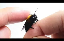Jak zaprzyjaźnić się z pszczołą?