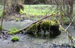 Bagno wciąga! Dzięki bagnom można zapobiec suszy i oczyścić wodę