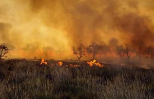 Australia: Pożary uwolniły więcej CO2 niż wynosi roczna emisja