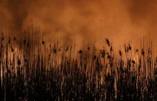 Dym z płonącego Biebrzańskiego Parku Narodowego dotarł nad Warszawę