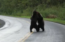 Niesamowity widok niedźwiedzi grizli walczących ze sobą na drodze