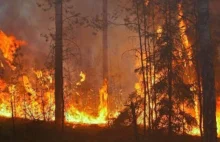 Ogromny pożar lasu w powiecie częstochowskim. Spłonął samochód OSP Janów....