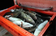 Zakaz połowów dorsza. Będą rekompensaty dla rybaków