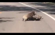Koale walczą ze sobą na środku drogi