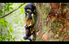 Makaki wiewiórki kradną Ich Jedzenie | BBC Earth