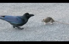 Dziwny związek między wroną a szczurem