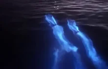 Niesamowity widok świecących delfinów płynących w wodzie