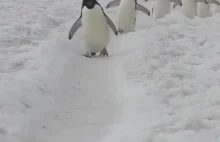 Pingwinia autostrada