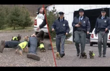 Czeska policja wprowadza do służby psy rasy Yorkshire