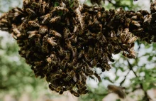 7 prostych sposobów na pomaganie pszczołom