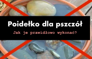 Poidełko dla pszczół - jak je prawidłowo wykonać?