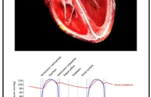 Jak pracuje ludzkie serce - Cykl sercowy ukazany na schemacie Wiggers