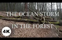 Wietrzny las brzmi jak sztorm oceanu | 4K