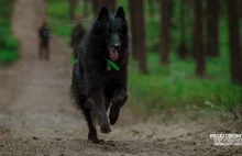 Pierwszy pies ratowniczy w Wojsku Polskim. Tak wygląda Ares