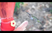 Jak oswoić dzikiego kolibra?