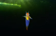 „To nie jest CGI”: To prawdziwe stworzenie znane jako anioł morski