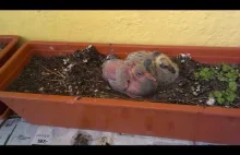 Gołębie na balkonie Część 1 Jaja i pisklęta