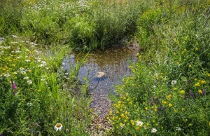 Ogrody deszczowe i parki retencyjne – Gdańsk pokazuje jak mądrze gromadzić wodę