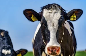 Niemieccy mleczarze skarżą się na rząd PiS. Napisali do Brukseli
