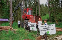 Greenpeace chce wycinki Puszczy Białowieskiej