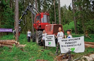 Greenpeace chce wycinki Puszczy Białowieskiej