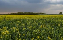 Przez suszę zaczyna brakować wody w studniach. Problemy mogą mieć elektrownie