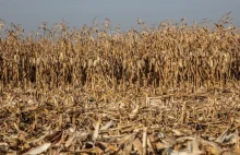 BNP Paribas: Susza i koronawirus uderzą w rolnictwo i zwiększą ceny jedzenia
