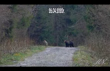 Bieszczadzka natura - Żubr, wilki i niedźwiedź