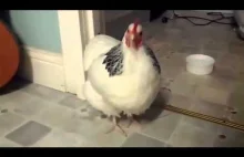 kichająca kura