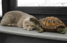 Żółwiki i koteły się bawią
