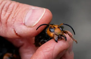 Wielkie azjatyckie "szerszenie-mordercy" infiltrują USA