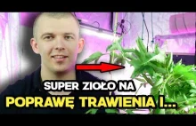 Arcydzięgiel Archangelica officinalis zioło na trawienie