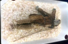 Czego Ötzi może nauczyć nas w survivalu? - przetrwać w pradziejach