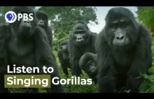 Czy wiesz, że goryle śpiewają?