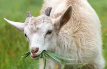 Testy na koronawirusa w Tanzanii wycofane - wynik dodatni m.in. u kozy i papai.