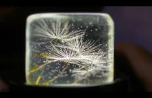 Żywica epoksydowa - Dandelion in epoxy resin Dmuchawiec w żywicy...