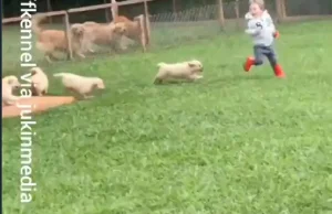 Maluch zostaje zaatakowany przez stado psów