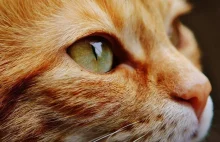 Bestialskie zachowanie wobec rudych kotów - trwa poszukiwanie sprawcy