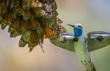 Dron udający kolibra nagrał 500-milionową kolonię pięknych motyli [VIDEO]...