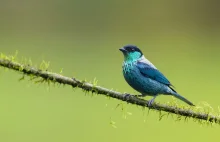 39 fotografii kolorowych ptaków uchwyconych w lesie deszczowym Kolumbii