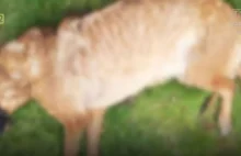 Opolanie szukają zwyrodnialca, który utopił dwa psy w Odrze