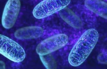 Mitochondria: Twoje ciało jest siecią energetyczną