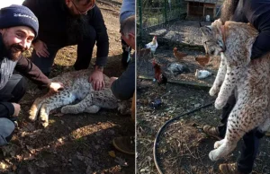 Rysiowa wpadła do kurnika na kolację