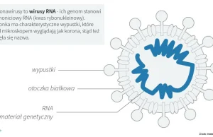 Przeciwciała lam neutralizują SARS-CoV-2