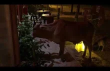 HIT. Cow in a restaurant !!!! Very funny !!!!