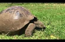 Żółw gigant na trawniku na wypasie !!! Relax View.