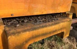 Ktoś oblał trucizną 39 uli. Zginęło 1,5 miliona pszczół - Radio Kolor 103...