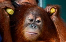 Eksperci: Koronawirus zagraża także orangutanom